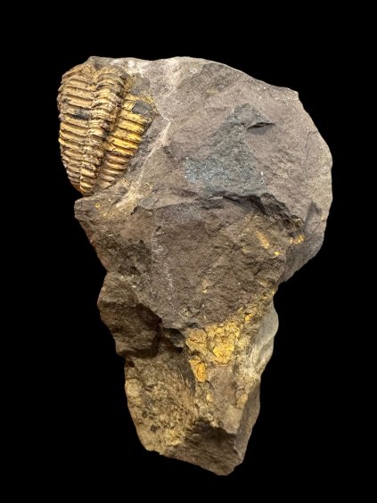 Trilobite Conocoryphe cirina – Rejkovice, CZ