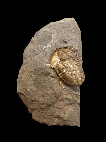Trilobite Conocoryphe cirina – Rejkovice, CZ
