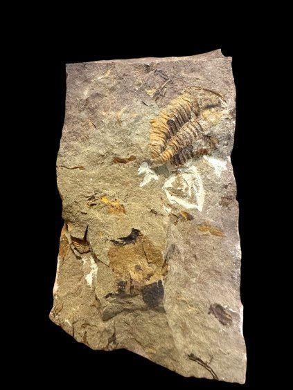 Trilobit Conocoryphe cirina – Rejkovice, ČR