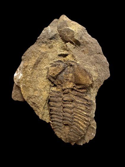 Trilobit Conocoryphe cirina – Rejkovice, ČR
