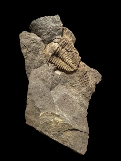 Trilobite Conocoryphe cirina – Rejkovice, CZ