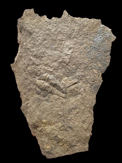 Trilobit Conocoryphe cirina – Rejkovice, ČR