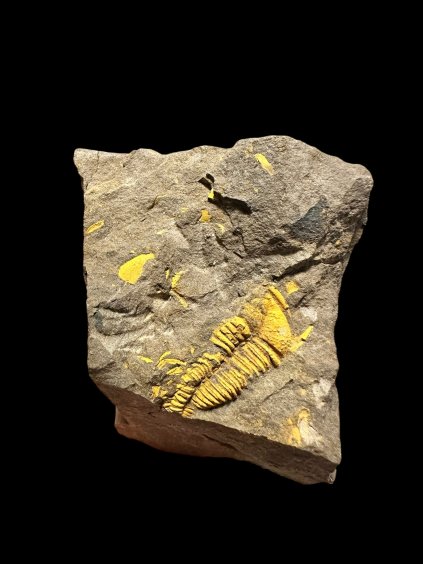 Trilobit Conocoryphe cirina – Rejkovice, CZ