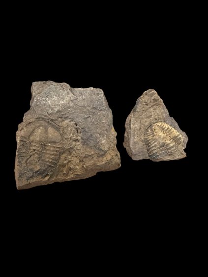 Trilobite Conocoryphe cirina – Rejkovice, CZ