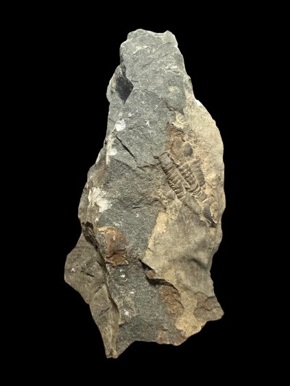 Trilobit Ellipsocephalus hoffi – Jince, CZ