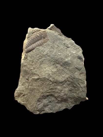 Trilobite Ellipsocephalus hoffi – Jince, CZ