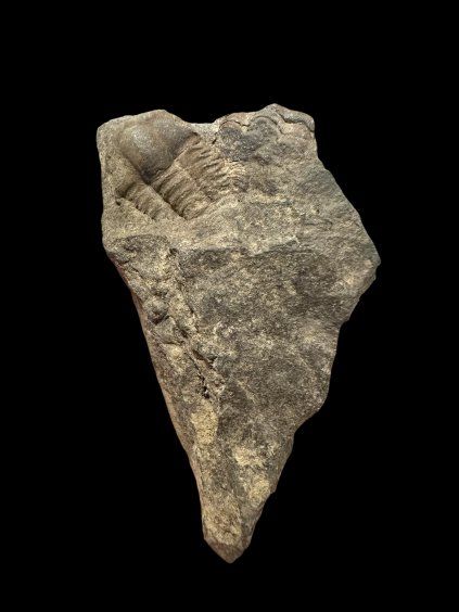 Trilobit Ellipsocephalus hoffi – Jince, ČR
