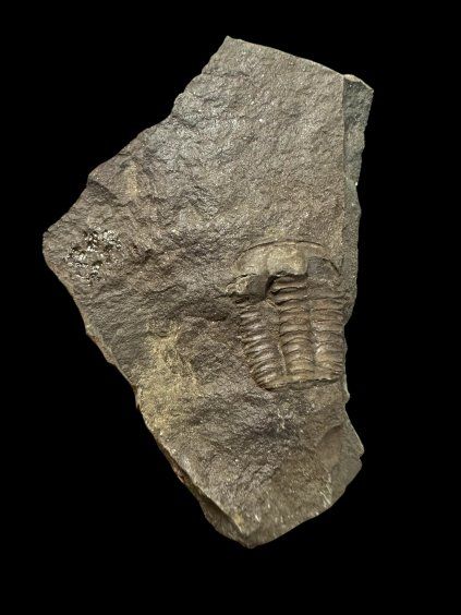 Trilobit Ellipsocephalus hoffi – Jince, ČR