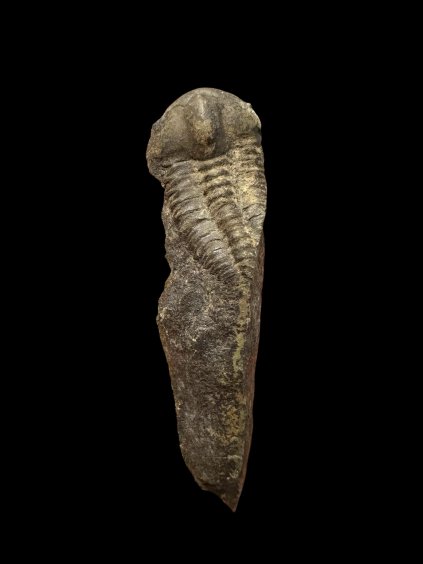 Trilobit Ellipsocephalus hoffi – Jince, CZ