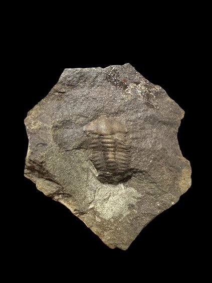 Trilobit Ellipsocephalus hoffi – Jince, ČR