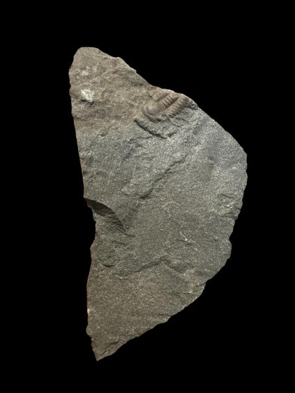 Trilobit Ellipsocephalus hoffi – Jince, ČR