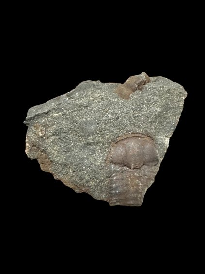 Trilobit Ellipsocephalus hoffi – Jince, ČR