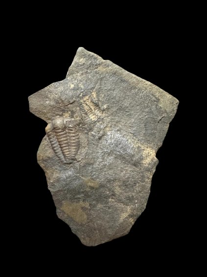 Trilobit Ellipsocephalus hoffi – Jince, ČR
