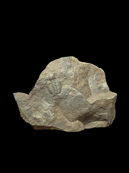 Trilobit Ellipsocephalus hoffi – Jince, ČR