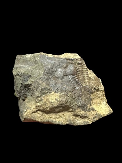 Trilobit Ellipsocephalus hoffi – Jince, ČR