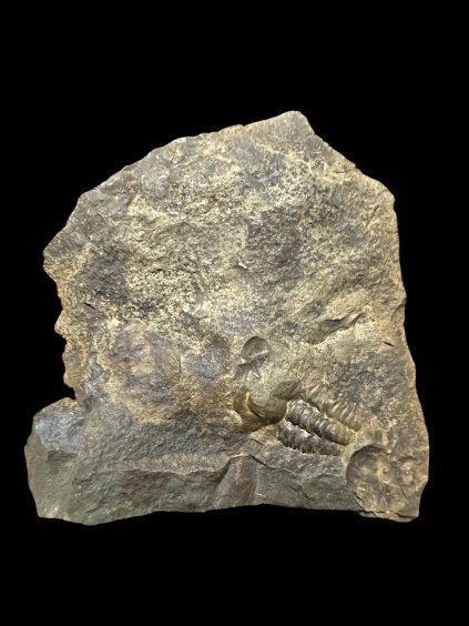 Trilobit Ellipsocephalus hoffi – Jince, ČR