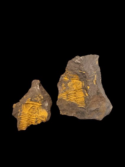 Trilobit Conocoryphe cirina – Rejkovice, ČR