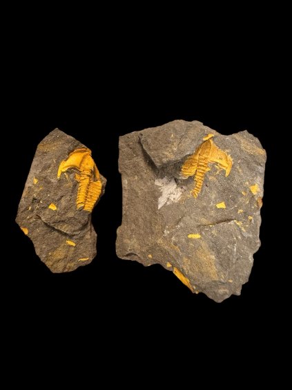 Trilobit Conocoryphe cirina – Rejkovice, ČR