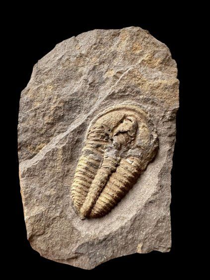 Trilobit Conocoryphe cirina – Rejkovice, CZ