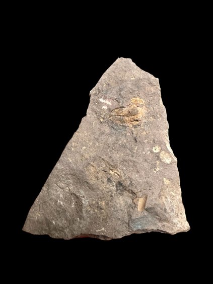 Trilobite Litavkaspis rejkovicensis – Rejkovice, CZ