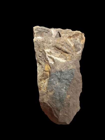 Trilobite Litavkaspis rejkovicensis – Rejkovice, CZ