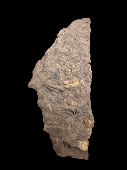 Trilobite Litavkaspis rejkovicensis – Rejkovice, CZ