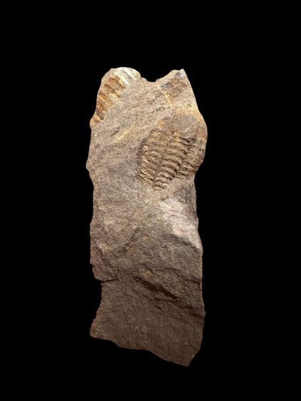 Trilobit Litavkaspis rejkovicensis – Rejkovice, ČR