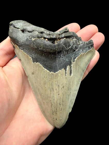 Fossiler Zahn eines Megalodons 13cm – North Carolina, USA