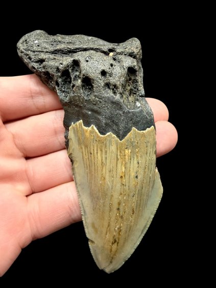 Fossiler Zahn eines Megalodons 10cm – North Carolina, USA