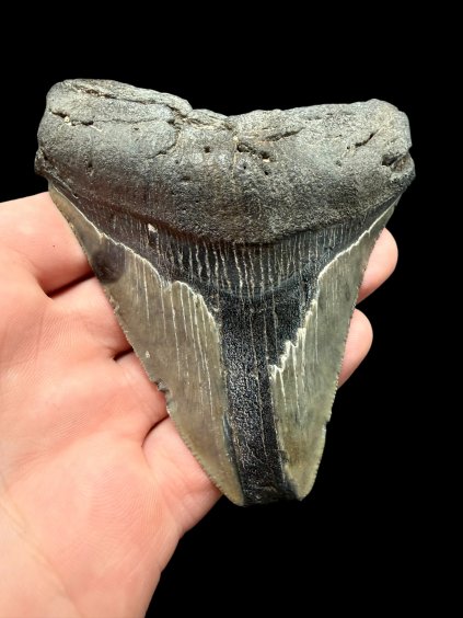 Fossiler Zahn eines Megalodons 8cm – North Carolina, USA