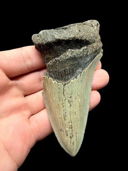 Fossiler Zahn eines Megalodons 10cm – North Carolina, USA