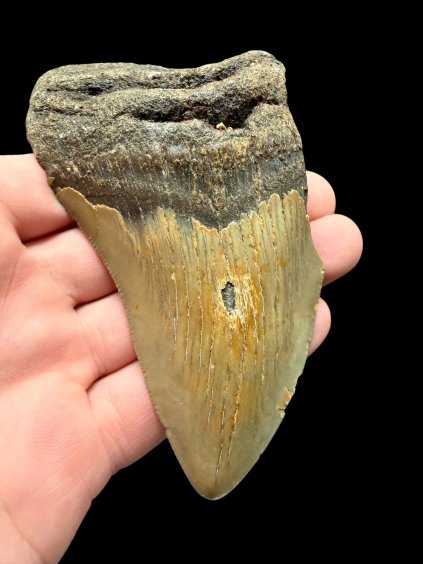 Fossiler Zahn eines Megalodons 10cm – North Carolina, USA