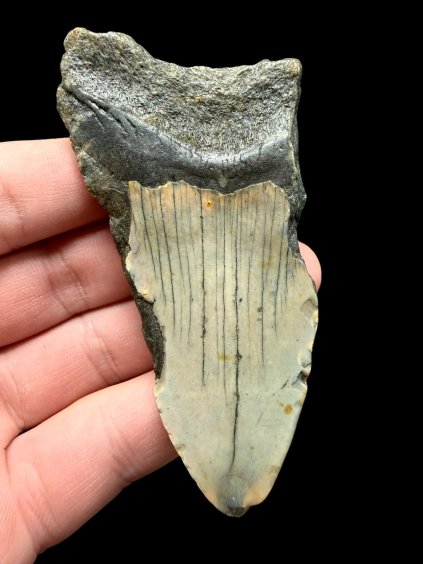 Fossiler Zahn eines Megalodons 8cm – North Carolina, USA