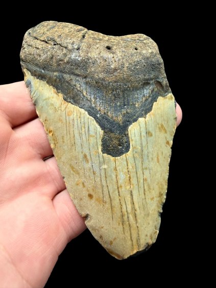 Fossiler Zahn eines Megalodons 11cm – North Carolina, USA