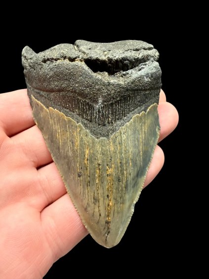 Fossiler Zahn eines Megalodons 9cm – North Carolina, USA