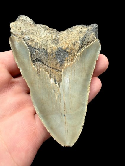 Fossiler Zahn eines Megalodons 9cm – North Carolina, USA