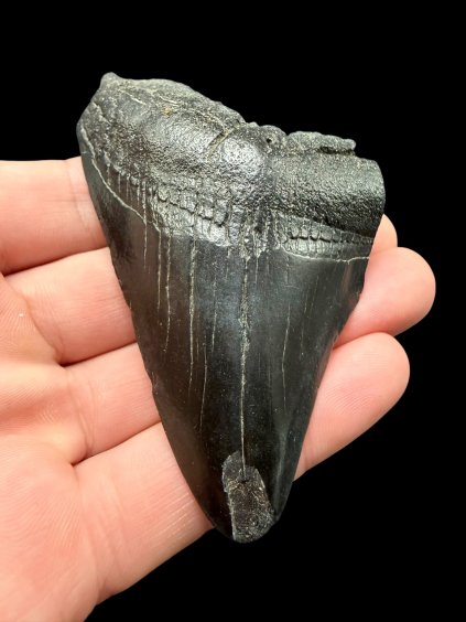 Fossiler Zahn eines Megalodons 8cm – North Carolina, USA