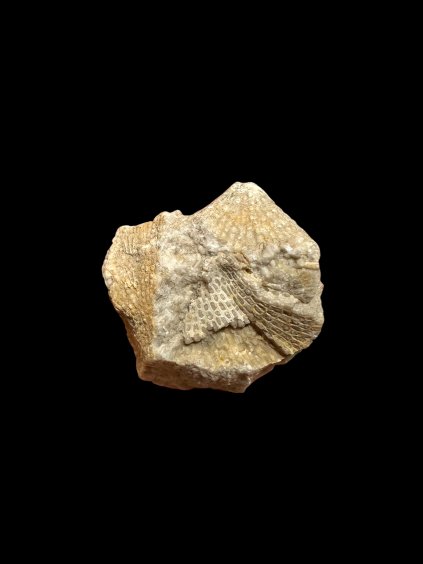 Photoroom 20260224 111444