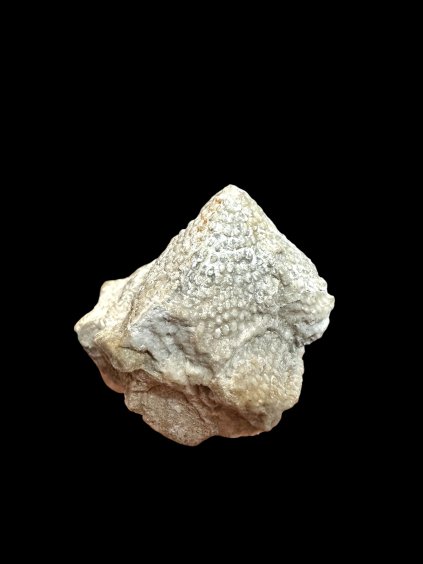 Photoroom 20260224 111551