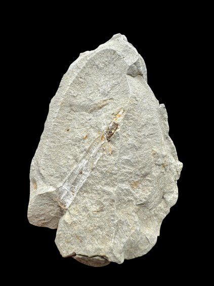 Fossil – Brezno u Chomutova, CZ