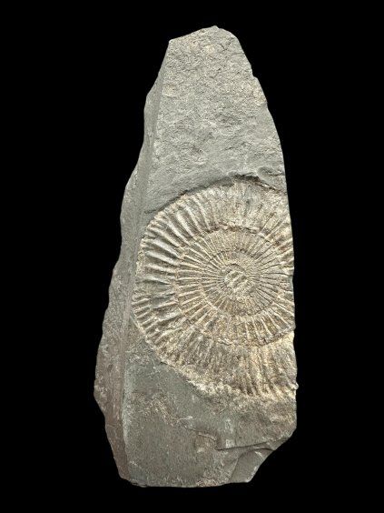 Ammonite Dactylioceras – Holzmaden, Germany