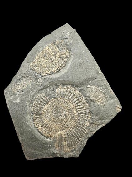 Amonit Dactylioceras – Holzmaden, Německo