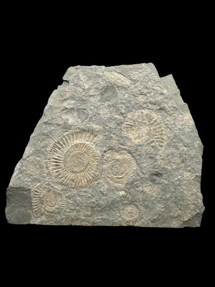 Amonit Dactylioceras – Holzmaden, Německo