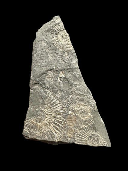 Ammonite Dactylioceras – Holzmaden, Germany