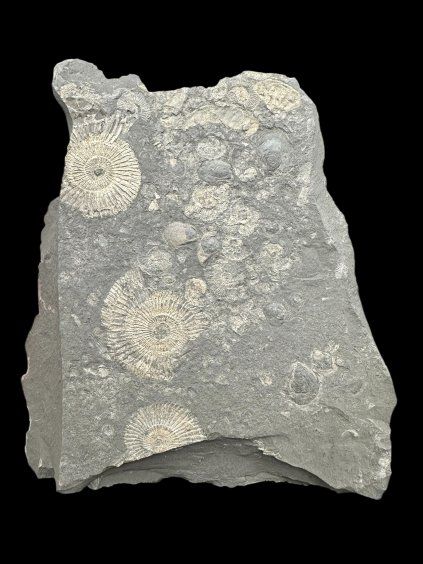 Amonit Dactylioceras – Holzmaden, Německo