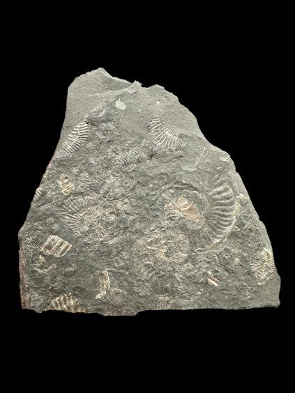 Amonit Dactylioceras – Holzmaden, Německo