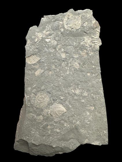 Amonit Dactylioceras – Holzmaden, Německo