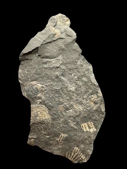 Amonit Dactylioceras – Holzmaden, Německo