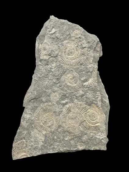 Amonit Dactylioceras – Holzmaden, Německo