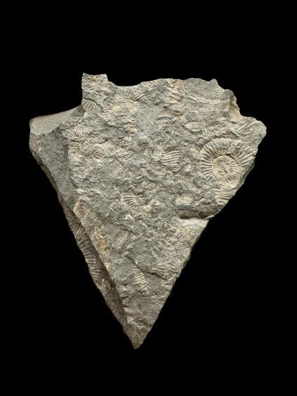 Amonit Dactylioceras – Holzmaden, Německo